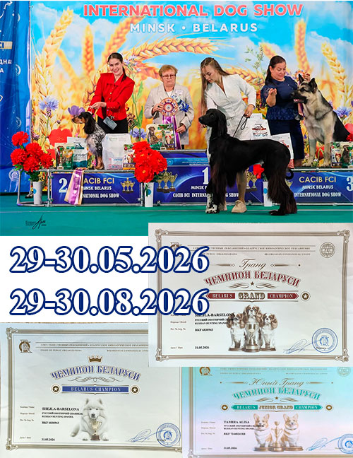 наши в Минске